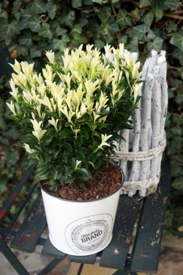 Euonymus-Paloma Blanca_Patio