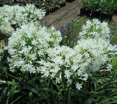 Agapanthus Ice Angel