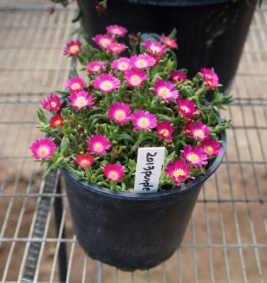 Delosperma-Jewel of Desert Amethyst_Pot