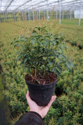 Pieris-Passion_Pot