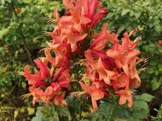 Tecomaria-Cape Town Pink_Flower