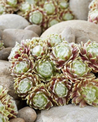 Sempervivum Lemon Flare