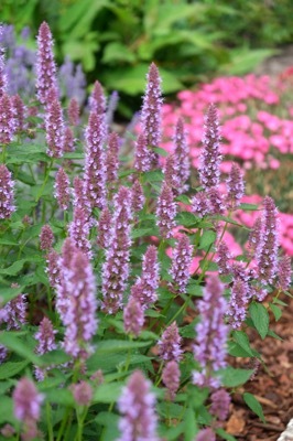 Agastache-Beelicious Purple_Flower