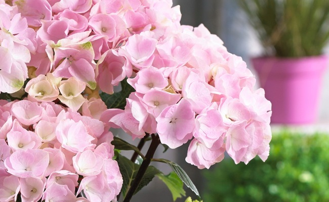 Hydrangea-Flamingo_Flower