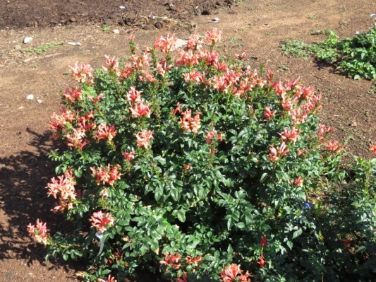 Tecomaria-Cape Town Pink_Nursery