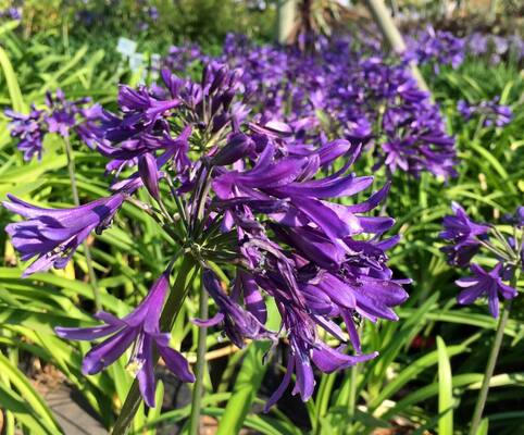 Agapanthus Sugar Plum