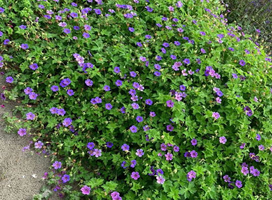 Geranium Mary-Anne