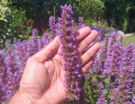 Agastache-Beelicious Purple_Close up flower