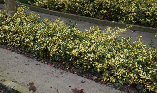 Euonymus-Summer Runner_Garden