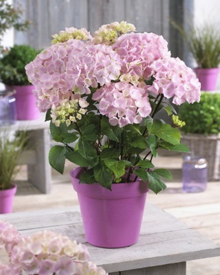 Hydrangea-Flamingo_Pot