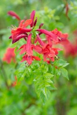 Tecomaria_Cape Town Red_Close up flower