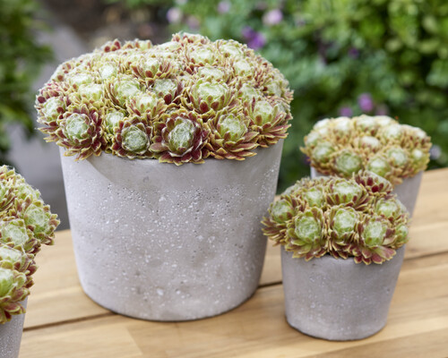 Sempervivum Lemon Flare