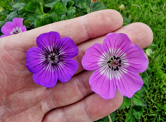 Geranium Mary-Anne