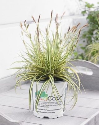 Carex-Everoro_Pot