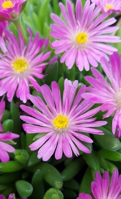 Delosperma-Candystone_Close up flower