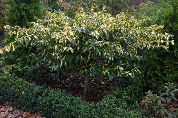 Euonymus-Summer Runner_Garden