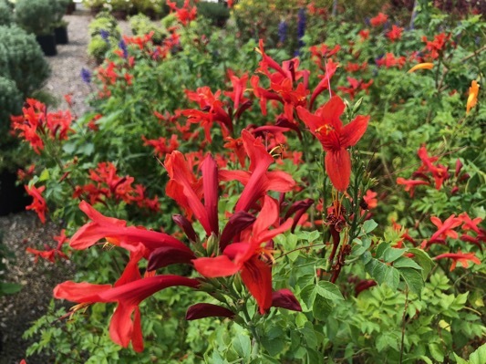 Tecomaria_Cape Town Red_Flower