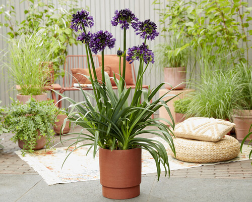 Agapanthus BlackJack