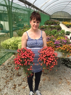 Delosperma-Jewel of Desert Grenade_Nursery