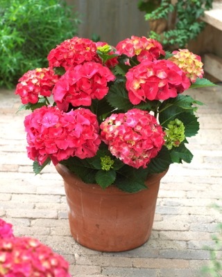 Hydrangea-Red Sensation_Patio