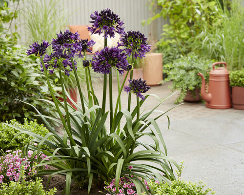 Agapanthus BlackJack