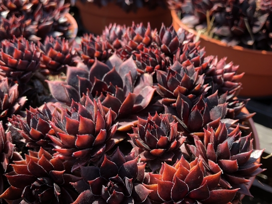 Sempervivum Blushing Garnet