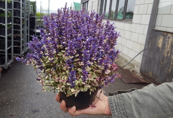 Ajuga-Princess Nadia_Pot