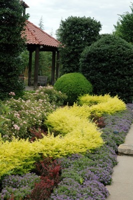 Ligustrum-Sunshine_Garden