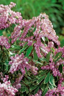 Pieris-Pink Frost_Flowers