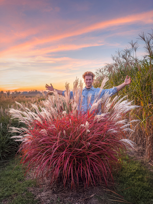 Miscanthus Lady in Red