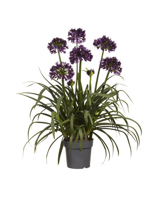 Agapanthus BlackJack