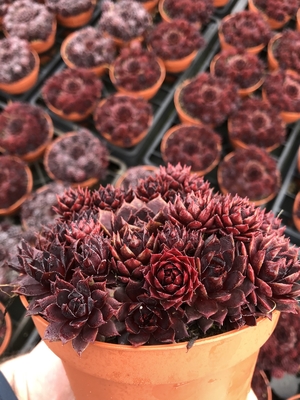 Sempervivum Blushing Garnet