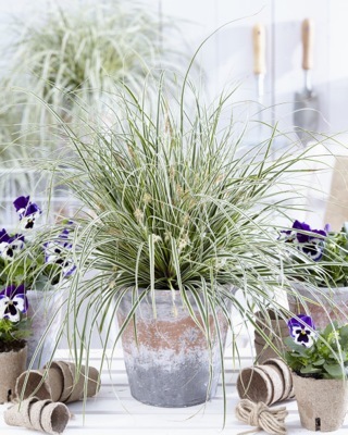 Carex-Everest_Patio