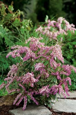 Pieris-Pink Frost_Garden