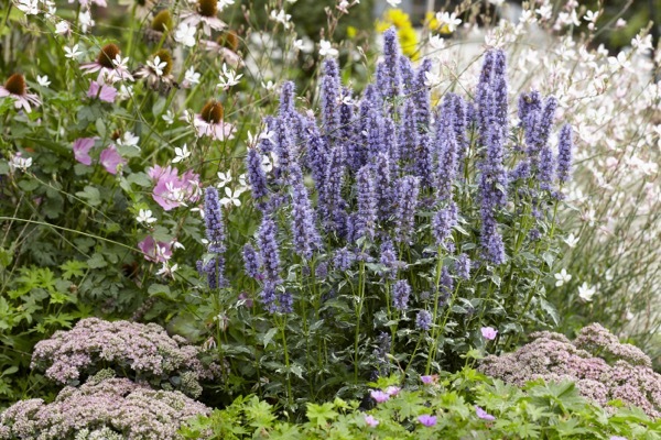 Agastache-Crazy Fortune_Garden