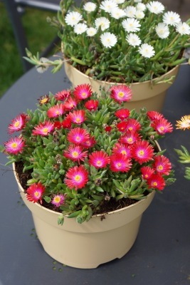 Delosperma-Garnet_Patio