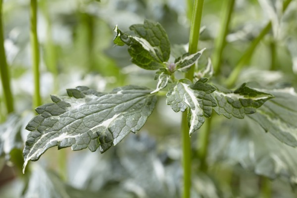 Agastache-Crazy Fortune_Close up foliage