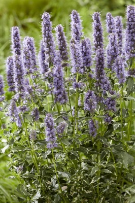 Agastache-Crazy Fortune_Flower