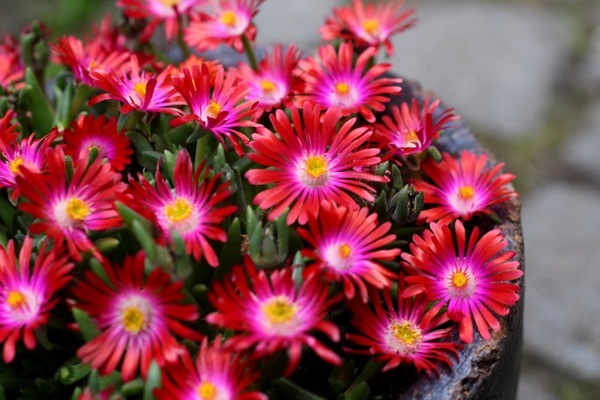 Delosperma-Garnet_Flower