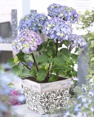 Hydrangea-Peacock_Pot