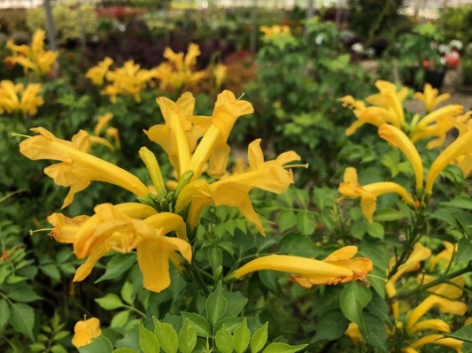 Tecomaria-Cape Town Yellow_Close up flower