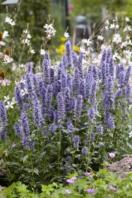 Agastache-Crazy Fortune_Garden