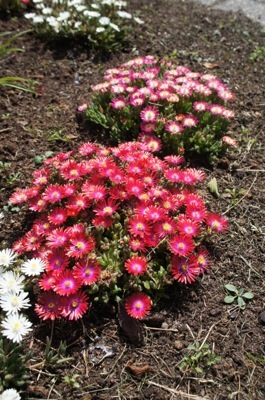 Delosperma-Garnet_Garden