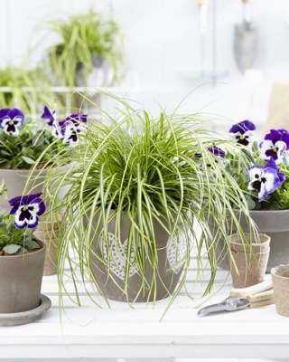 Carex-Eversheen_Patio