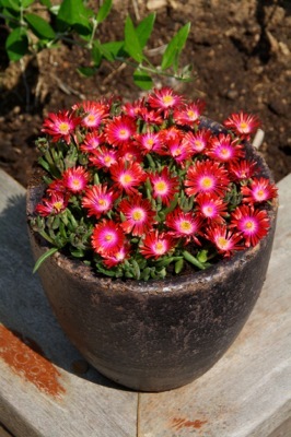 Delosperma-Garnet_Patio