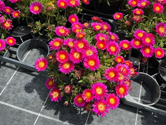 Delosperma Next Level Magenta