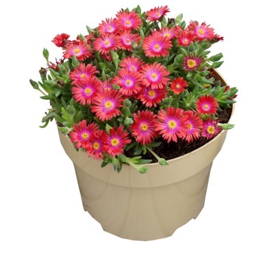 Delosperma-Garnet_Pot