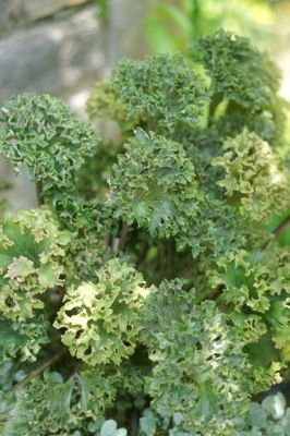 Farfugium-Wavy Gravy_Foliage