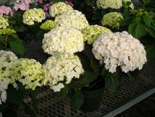 Hydrangea-Peace_Nursery