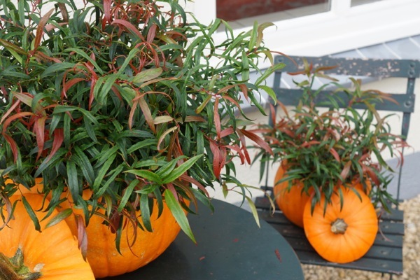 Leucothoe-Halloween_Foliage